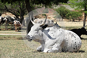Colored landscape photo of a lying Nguni cow.