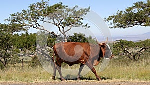 Colored landscape photo of a Nguni bull strolling along a dirt road near QwaQwa, Eastern Free State, SouthAfrica.