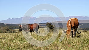 Colored landscape photo of Nguni cattle in the Drakensberg-mountains.