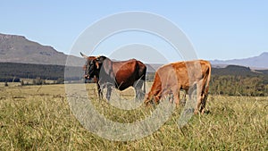 Colored landscape photo of Nguni cattle in the Drakensberg-mountains.