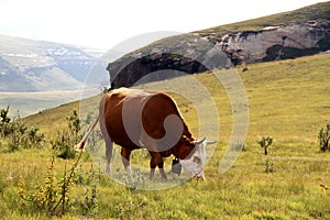 Colored landscape photo of Nguni cow in the Drakensberg-mountains.