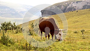 Colored landscape photo of Nguni cow in the Drakensberg-mountains.