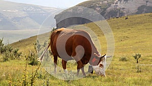 Colored landscape photo of Nguni cow in the Drakensberg-mountains.