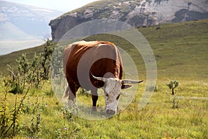 Colored landscape photo of Nguni cow in the Drakensberg-mountains.