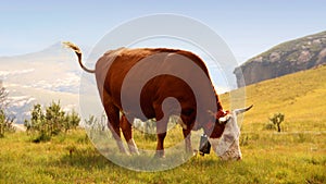 Colored landscape photo of Nguni cow in the Drakensberg-mountains.