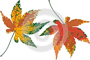 Colored leaf of autumn.