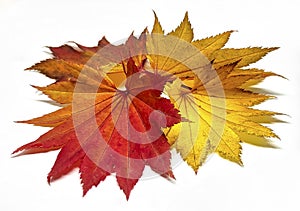 Colored leaf in autumn