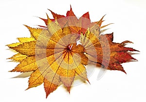 Colored leaf in autumn