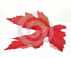 Colored leaf in autumn