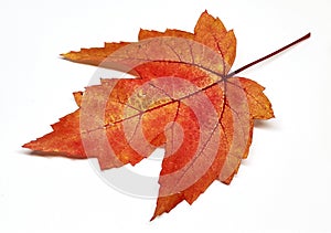 Colored leaf in autumn