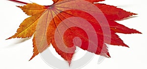 Colored leaf in autumn