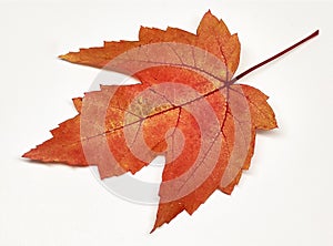 Colored leaf in autumn