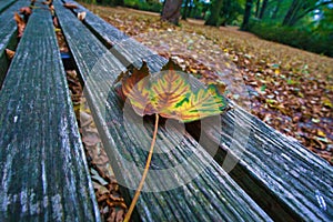 Colored leaf in autumn on a bench. Autumn leaves in the park. Trees in the background