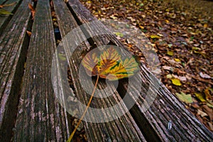 Colored leaf in autumn on a bench. Autumn leaves in the park. Trees in the background