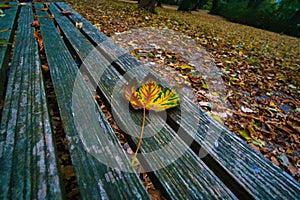 Colored leaf in autumn on a bench. Autumn leaves in the park. Trees in the background