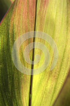 Colored leaf close-up