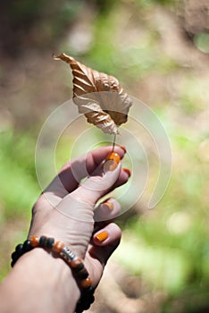 Colored leaf in hand, autumn