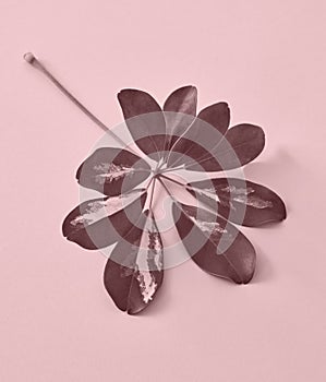 Colored leaf on pink paper background