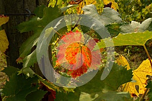 Colored Leaf in a Vineyards in Chianti