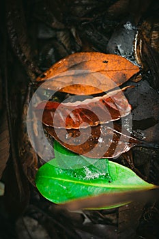 Colored leaves. Central American Forest Vegetation photo