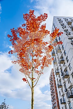 Colored leaves of red tree against blue sky, near multi-stored building, autumn background.