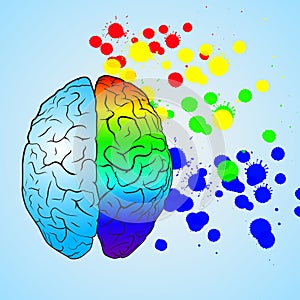 Colored left brain and right brain. Concept.