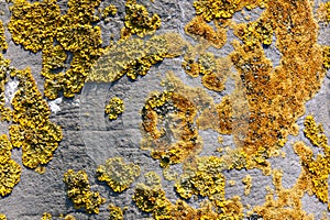 Colored lichen formed on a concrete gray gravestone