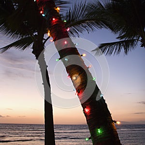 Colored lights on palm tree.