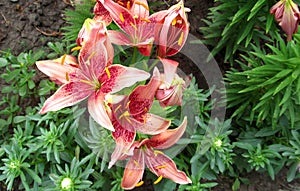 Colored lily in garden
