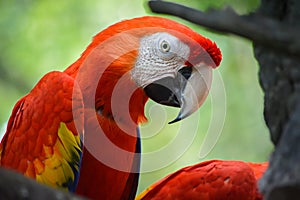 Colored Macaw