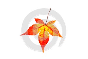 Colored maple leaf isolated