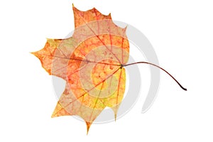 multicolored maple leaf isolated on white background