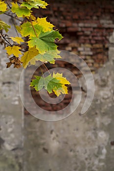 Colored maple leaves. Against a red brick wall.