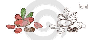 Colored and monochrome drawings of peanut in shell and shelled with leaves. Delicious edible drupe or nut hand drawn in