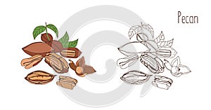 Colored and monochrome drawings of pecan in shell and shelled with leaves. Delicious edible drupe or nut hand drawn in