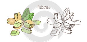 Colored and monochrome drawings of pistachios in shell and shelled with pair of leaves. Delicious edible drupe or nut