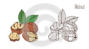 Colored and monochrome drawings of walnut in shell and shelled with pair of leaves. Delicious edible drupe or nut hand