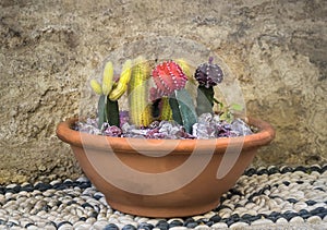 Colored Moon Cactuses in a clay pot.