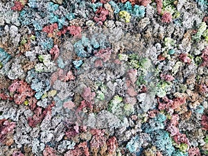 Colored moss background texture