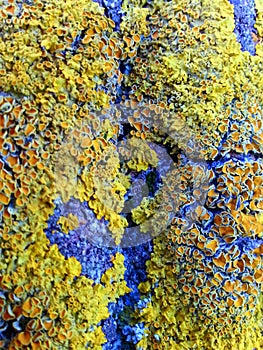 Colored moss texture