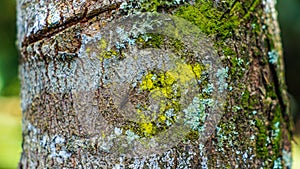 Colored moss texture on a tree in the forest