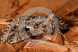 Colored moth resting