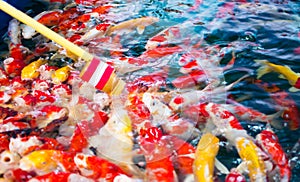 or Colored or Nishikigoi or Koi , the colorful fancy fish was fed food and milk from baby bottle