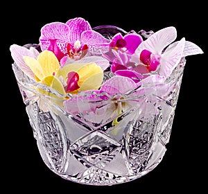 Colored orchid flowers, mauve, yellow, pink, purple in a transparent vase