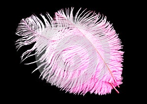 Colored ostrich feather isolated on black background