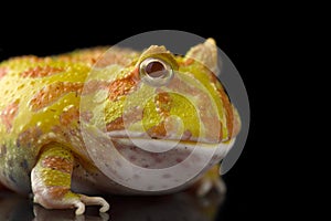 Colored Pac man frog isolated on black background