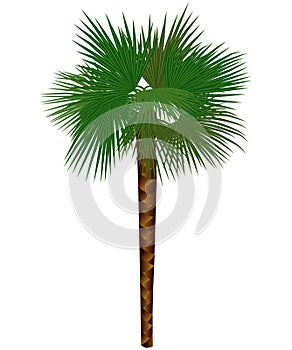 Colored palm trachycarpus