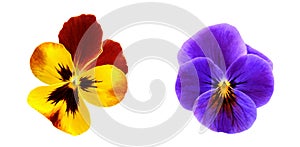 Colored Pansy Isolated on White Background.