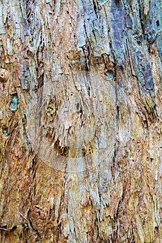 Colored Paper Bark Abstract