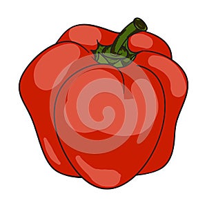 Colored paprika (pepper). Vector
